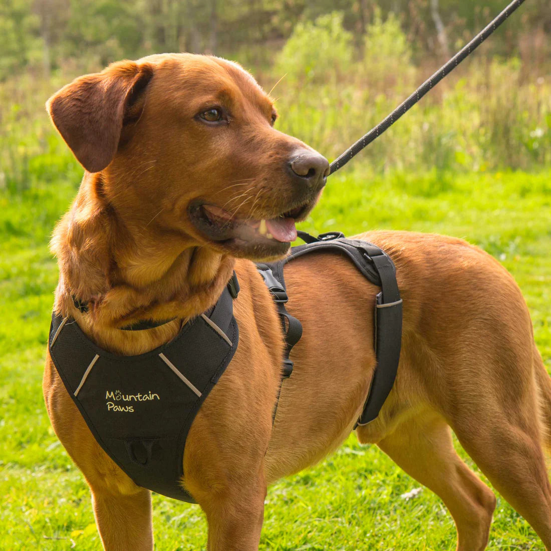 Mountain Paws Adjustable 3 Strap Dog Harness - Black