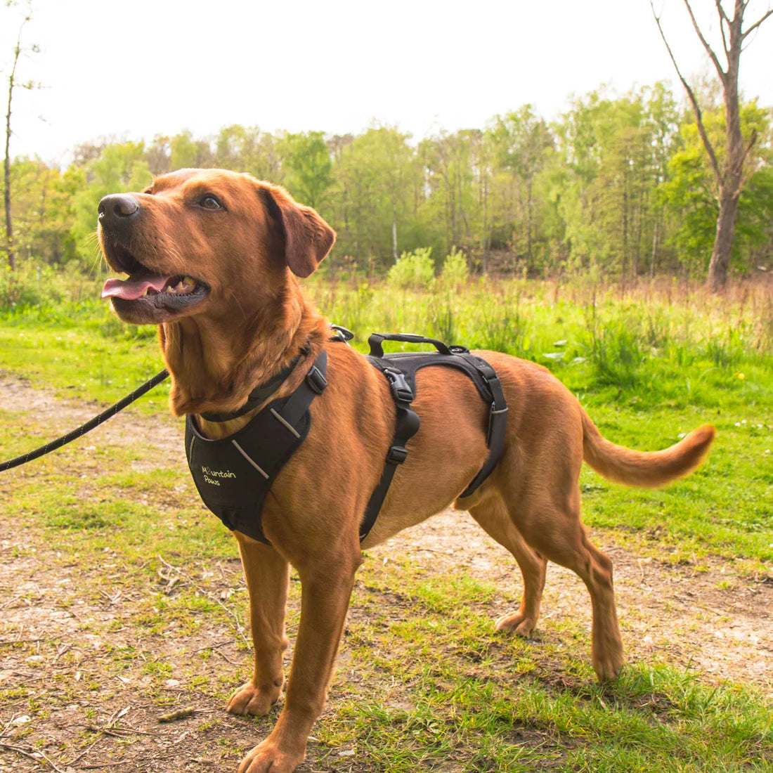 Mountain Paws Adjustable 3 Strap Dog Harness - Black