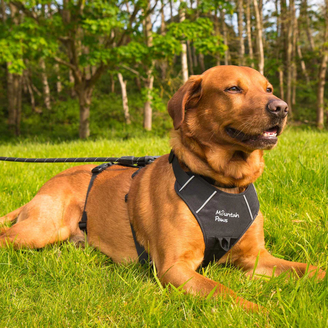 Mountain Paws Adjustable 3 Strap Dog Harness - Black