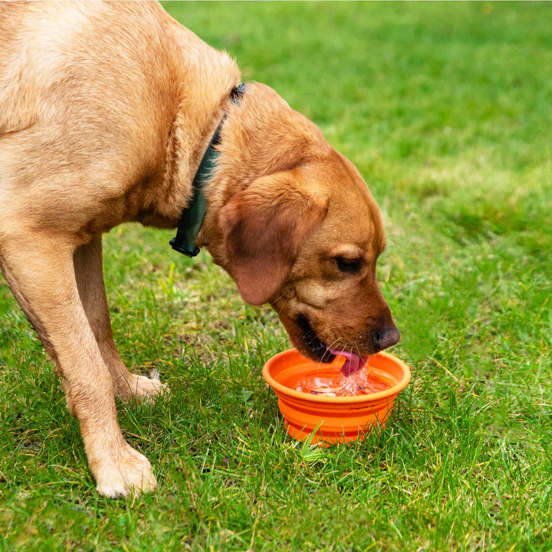 Mountain Paws Silicone Collapsible Dog Bowl - Grey