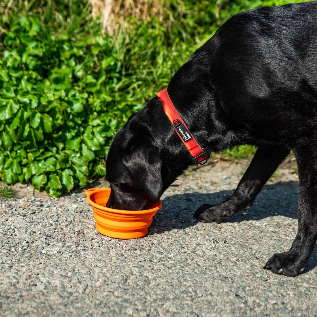 Mountain Paws Silicone Collapsible Dog Bowl - Grey