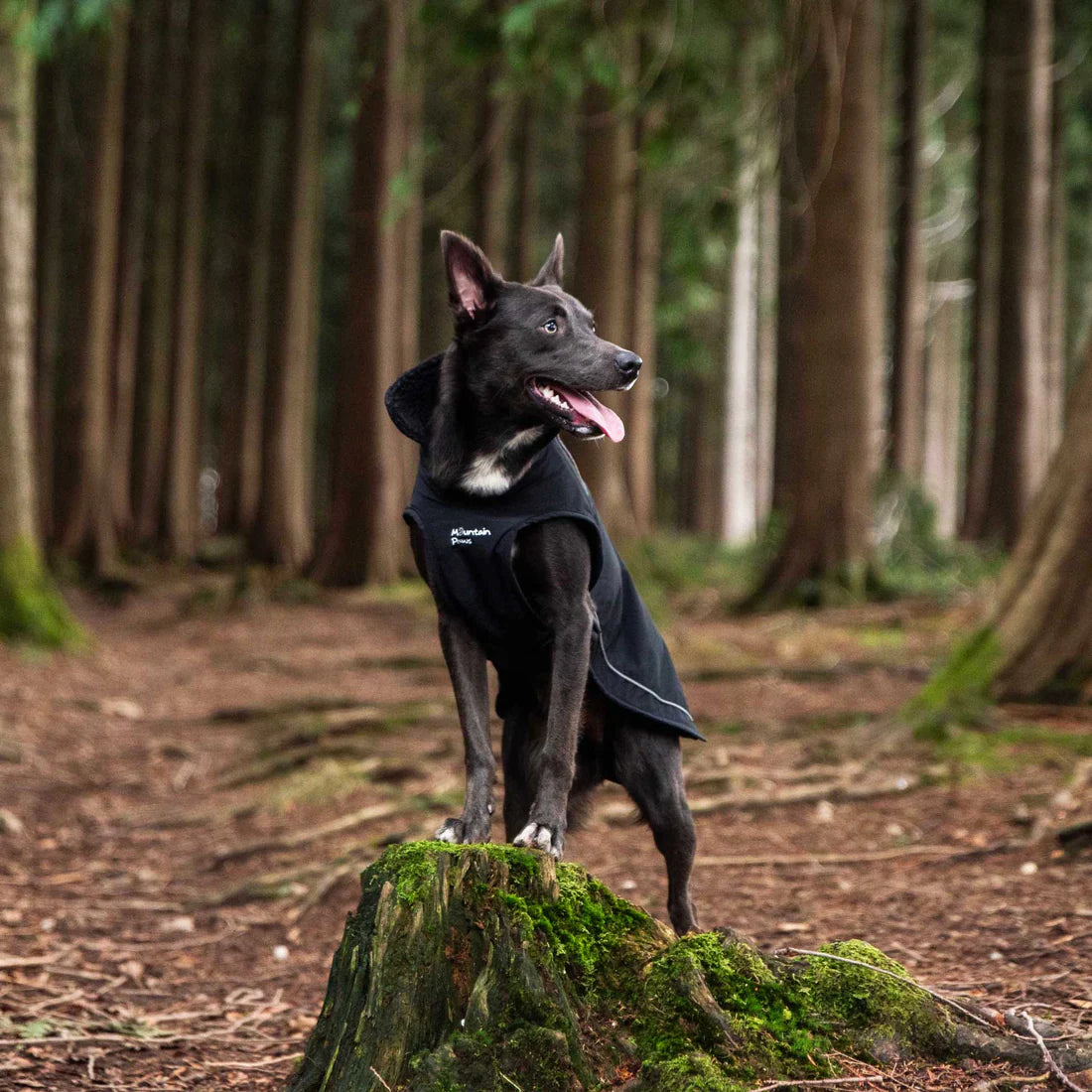 Mountain Paws Fleece Lined Waterproof Dog Coat - Black